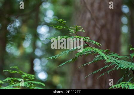 Selective focus close up of new green cedar bough in a forest Stockfoto