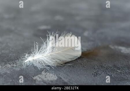 Weiße schwerelose Feder auf grauem Betongrund. Selektiver Forcus. Platz für Text. Stockfoto