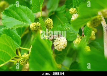 Weiße Maulbeere Nahaufnahme an Baumzweigen. Anbau von Bio-Beeren Stockfoto