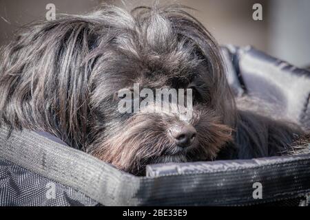 Ein kleiner Bolonka-Hund sitzt in einem Fahrradkorb Stockfoto