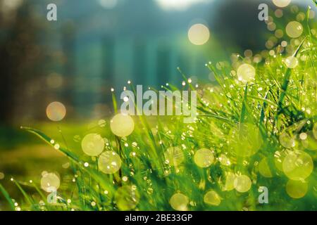 Defokusstes Bild von saftigem grünem Gras mit frischen Wassertropfen des Morgentaus. Hintergrundbeleuchtung durch Sonnenlicht, funkelnde Bokeh-Kugeln, Hintergrundunschärfe, Weichzeichnung Stockfoto