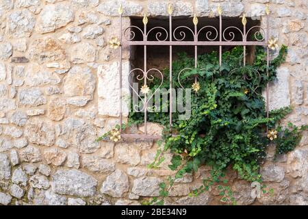 Dekorativer Fenstergrill auf einem alten Gebäude mit einer wachsenden Kletterrebe hedera Helix oder englischem Efeu Stockfoto