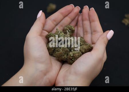 Frau, die Cannabis in den Händen hält, isoliert auf schwarzem Hintergrund. Medizinische Verwendung. Legalisierung. Stockfoto