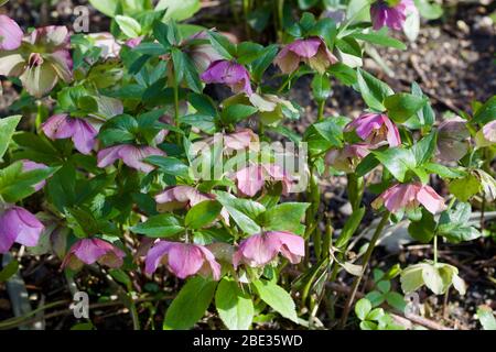 Schöne rosa lila hellebore oder hellebores Blüten im Frühjahr Stockfoto