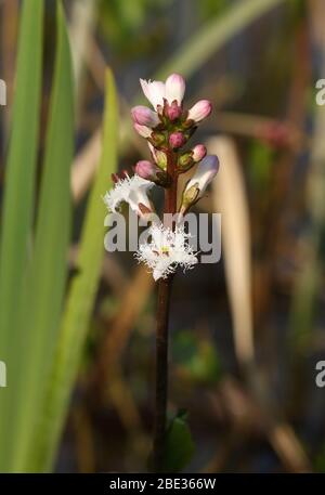 Eine hübsche Bogbohne, Menyanthes trifoliata, blühende Pflanze, die in einem Teich auf dem Land in Großbritannien wächst. Stockfoto