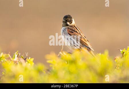 Gewöhnlicher Schilfhämmer, Emberiza Schoeniclus, wilder Vogel in einer britischen Hecke. Stockfoto