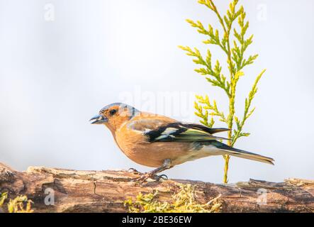 Buchfink, Buchfink, auf einem Ast im britischen Landede thront Stockfoto