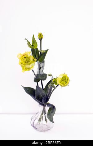 Bouquet von grünen und rosa Terry Lisianthus und Eukalyptus Zweige in einer transparenten runden Vase auf weißem Hintergrund. Brautstrauß Stockfoto