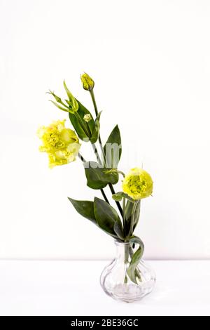 Bouquet von grünen und rosa Terry Lisianthus und Eukalyptus Zweige in einer transparenten runden Vase auf weißem Hintergrund. Brautstrauß Stockfoto