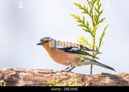 Buchfink, männlicher Buchfink, in einem britischen Garten Stockfoto