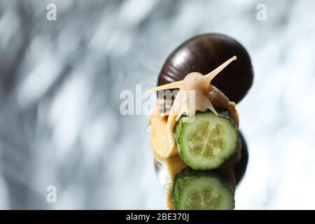 Große Achatina Schnecke mit Gurkenscheibe isoliert auf grauem Hintergrund Stockfoto