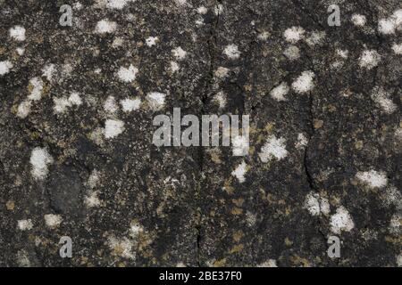 Fleckige weiße Schimmelbildung auf groben alten Pflasterschlappen Stockfoto