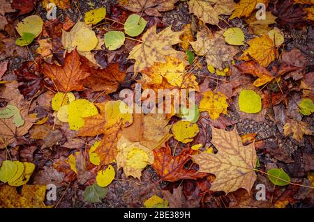 Herbstlaub auf dem Boden an einem nassen regnerischen Tag verstreut Stockfoto