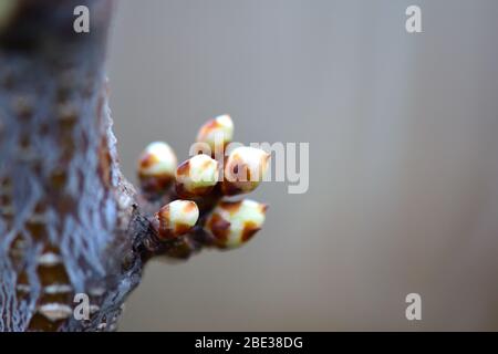 Knospen auf dem Ast. Ein Haufen Okulus. Makro. Kopierbereich. Stockfoto