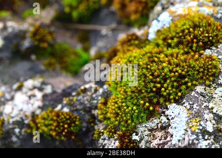 Tortula muralis, Polytrichum und Caloplaca thallincola moose auf dem Felsen. Stockfoto