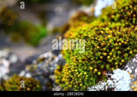 Tortula muralis, Polytrichum und Caloplaca thallincola moose auf dem Felsen. Stockfoto