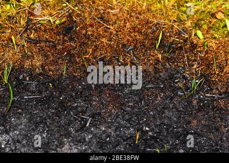 Rand des verbrannten Bodens und frisches Gras. Aschiger Hintergrund. Stockfoto