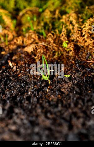 Rand des verbrannten Bodens und frisches Gras. Sprossen einer neuen Pflanze auf einem aschigen Hintergrund. Vertikal. Nahaufnahme. Stockfoto