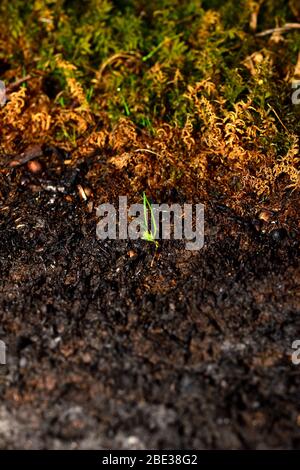 Rand des verbrannten Bodens und frisches Gras. Sprossen einer neuen Pflanze auf einem aschigen Hintergrund. Vertikal. Stockfoto