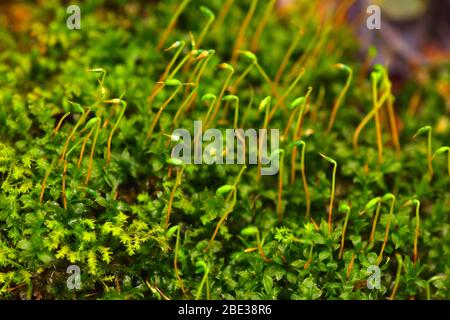 Nahaufnahme von Waldmoos. Leuchtend grüne Farbe. Stockfoto