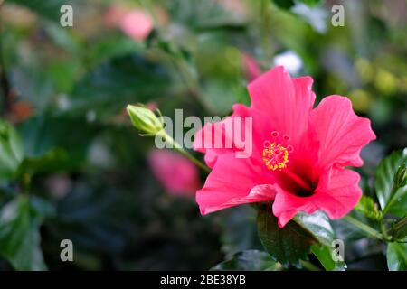 Rosa und rote Hibiskusblüten auf dunkelgrünem Hintergrund. Stockfoto