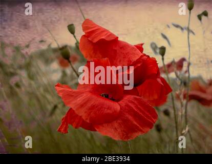 Mohn wächst wild in einem Feld mit Samenköpfen im Hintergrund Stockfoto