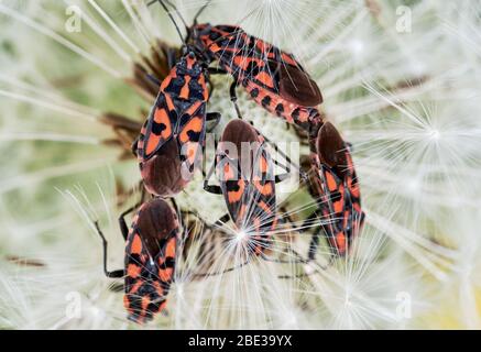 Nahaufnahme von Feuerwanzen (Pyrrhocoris apterus) kriechen auf einem Löwenzahn-Samenkopf Stockfoto