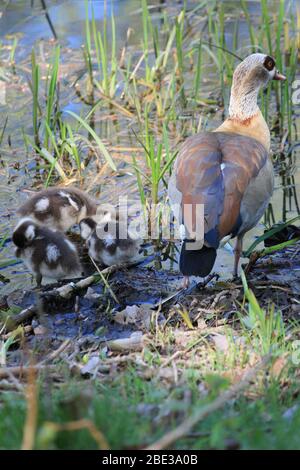 Ägyptische Gans im Stadtpark Staddijk, Nijmegen Niederlande Stockfoto