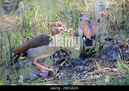 Ägyptische Gans im Stadtpark Staddijk, Nijmegen Niederlande Stockfoto