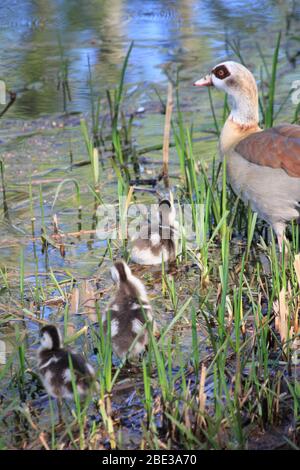 Ägyptische Gans im Stadtpark Staddijk, Nijmegen Niederlande Stockfoto