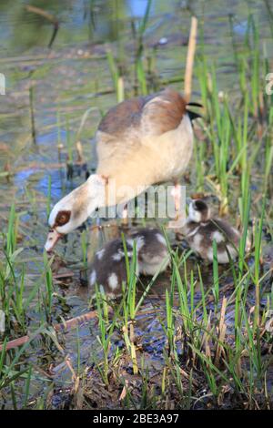 Ägyptische Gans im Stadtpark Staddijk, Nijmegen Niederlande Stockfoto