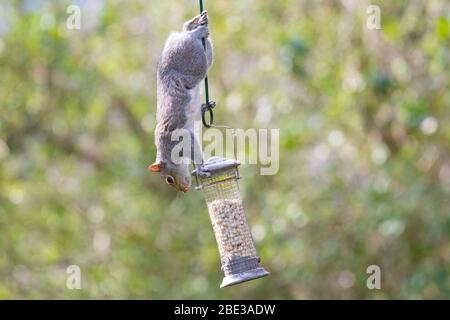 Killearn, Stirlingshire, Schottland, Großbritannien. 11. Apr 2020. Ein schwanzloses graues Eichhörnchen schafft es immer noch, das Suet aus einem Vogelhäuschen in einem Stirlingshire-Garten zu stehlen. Die lokale und die Gartenwelt zu genießen, wird für viele Menschen während der Sperrung der Coronavirus-Pandemie immer wichtiger.Quelle: Kay Roxby/Alamy Live News Quelle: Kay Roxby/Alamy Live News Stockfoto