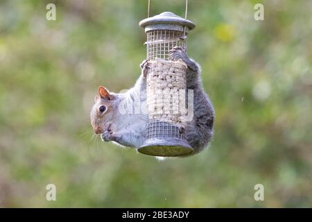 Killearn, Stirlingshire, Schottland, Großbritannien. 11. Apr 2020. Ein schwanzloses graues Eichhörnchen schafft es immer noch, das Suet aus einem Vogelhäuschen in einem Stirlingshire-Garten zu stehlen. Die lokale und die Gartenwelt zu genießen, wird für viele Menschen während der Sperrung der Coronavirus-Pandemie immer wichtiger.Quelle: Kay Roxby/Alamy Live News Quelle: Kay Roxby/Alamy Live News Stockfoto