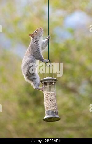 Killearn, Stirlingshire, Schottland, Großbritannien. 11. Apr 2020. Ein schwanzloses graues Eichhörnchen schafft es immer noch, das Suet aus einem Vogelhäuschen in einem Stirlingshire-Garten zu stehlen. Die lokale und die Gartenwelt zu genießen, wird für viele Menschen während der Sperrung der Coronavirus-Pandemie immer wichtiger.Quelle: Kay Roxby/Alamy Live News Quelle: Kay Roxby/Alamy Live News Stockfoto