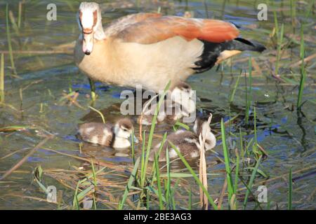 Ägyptische Gans im Stadtpark Staddijk, Nijmegen Niederlande Stockfoto