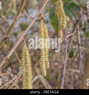 Nahaufnahme von männlichen Blüten / Kätzchen von Hazel / Coryllus avellana in einem UK Hecken. Produziert Haselnüsse. Stockfoto
