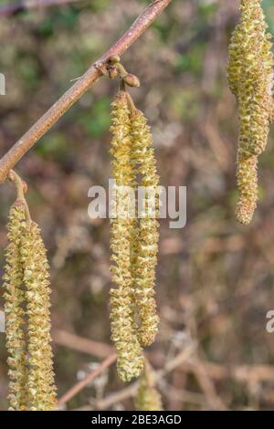 Nahaufnahme von männlichen Blüten / Kätzchen von Hazel / Coryllus avellana in einem UK Hecken. Produziert Haselnüsse. Stockfoto