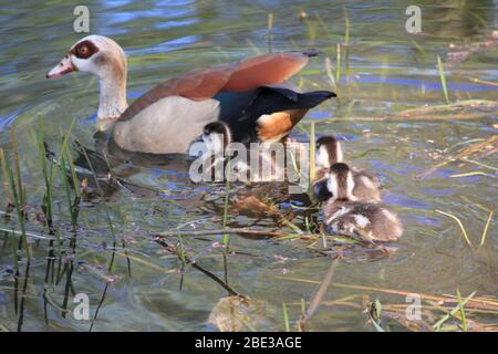 Ägyptische Gans im Stadtpark Staddijk, Nijmegen Niederlande Stockfoto