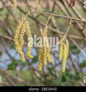 Nahaufnahme von männlichen Blüten / Kätzchen von Hazel / Coryllus avellana in einem UK Hecken. Produziert Haselnüsse. Stockfoto