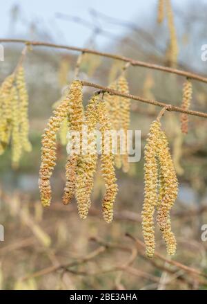 Nahaufnahme von männlichen Blüten / Kätzchen von Hazel / Coryllus avellana in einem UK Hecken. Produziert Haselnüsse. Stockfoto