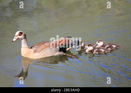 Ägyptische Gans im Stadtpark Staddijk, Nijmegen Niederlande Stockfoto