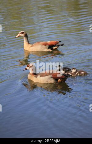 Ägyptische Gans im Stadtpark Staddijk, Nijmegen Niederlande Stockfoto