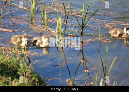 Ägyptische Gans im Stadtpark Staddijk, Nijmegen Niederlande Stockfoto