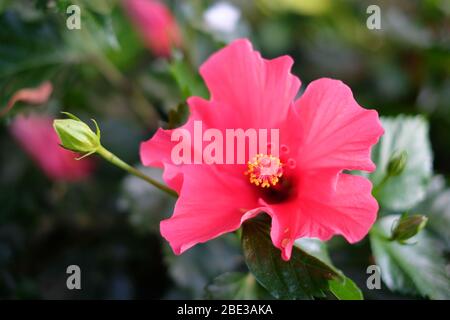 Rosa und rote Hibiskusblüten auf dunkelgrünem Hintergrund. Stockfoto