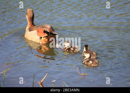 Ägyptische Gans im Stadtpark Staddijk, Nijmegen Niederlande Stockfoto