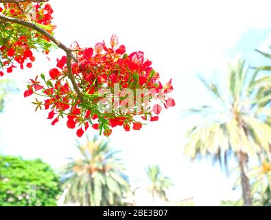 Blumen, Blätter, Zweige und Zweige von leuchtend roten Flamboyant Baum (Delonix regia), poinciana Pflanze. Stockfoto