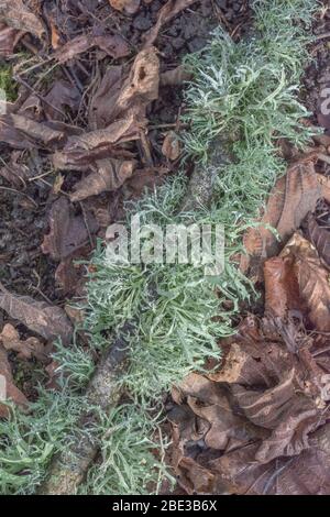 Blassgrün bärtigen fruticose Flechten auf Ast - vielleicht oder Usnea Ramalina Arten, & abgeflacht foliose Flechten - vielleicht Parmotrema perlatum. Stockfoto