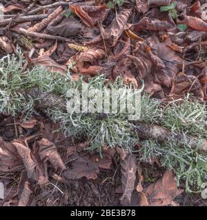 Blassgrün bärtigen fruticose Flechten auf Ast - vielleicht oder Usnea Ramalina Arten, & abgeflacht foliose Flechten - vielleicht Parmotrema perlatum. Stockfoto