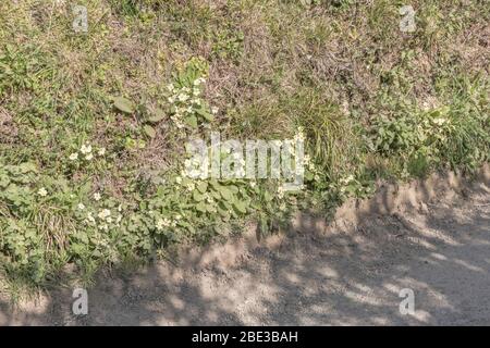 Schwefelgelbe Blüten des frühen Frühlings Primrose / Primula vulgaris in Heckenbank. Wilde Primeln, Primeln in der Wildnis, Heilpflanzen in Großbritannien. Stockfoto