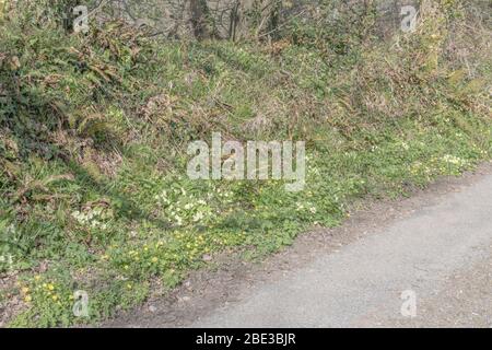 Schwefelgelbe Blüten des frühen Frühlings Primrose / Primula vulgaris in Heckenbank. Wilde Primeln, Primeln in der Wildnis, Heilpflanzen in Großbritannien. Stockfoto